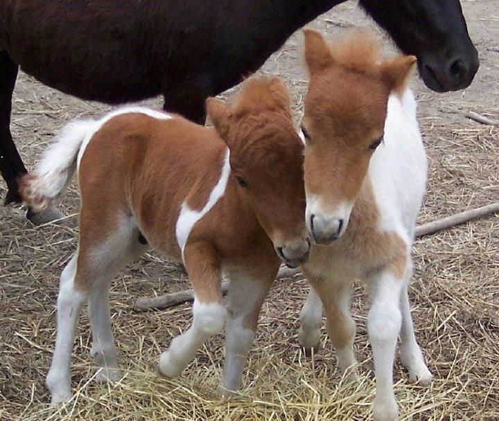 Twin Miniature Foals